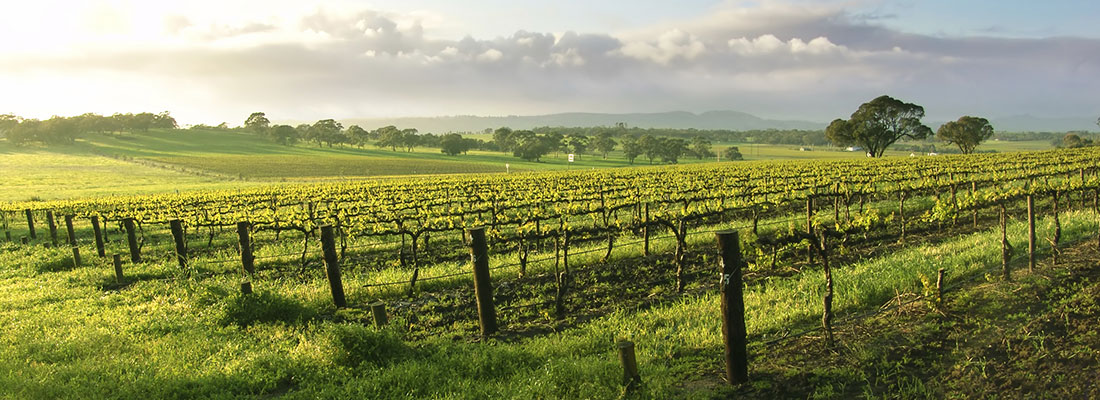 wine-sun_1