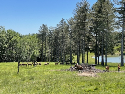 Maison de campagne spacieuse avec un appartement d'amis, une piscine et 22 ha