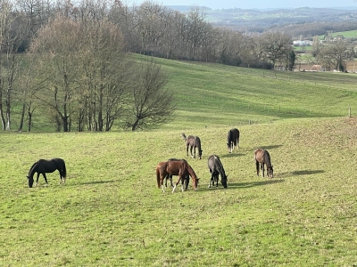 Superbly located domaine with gite, extensive equestrian facilities, swimming pool and 40ha